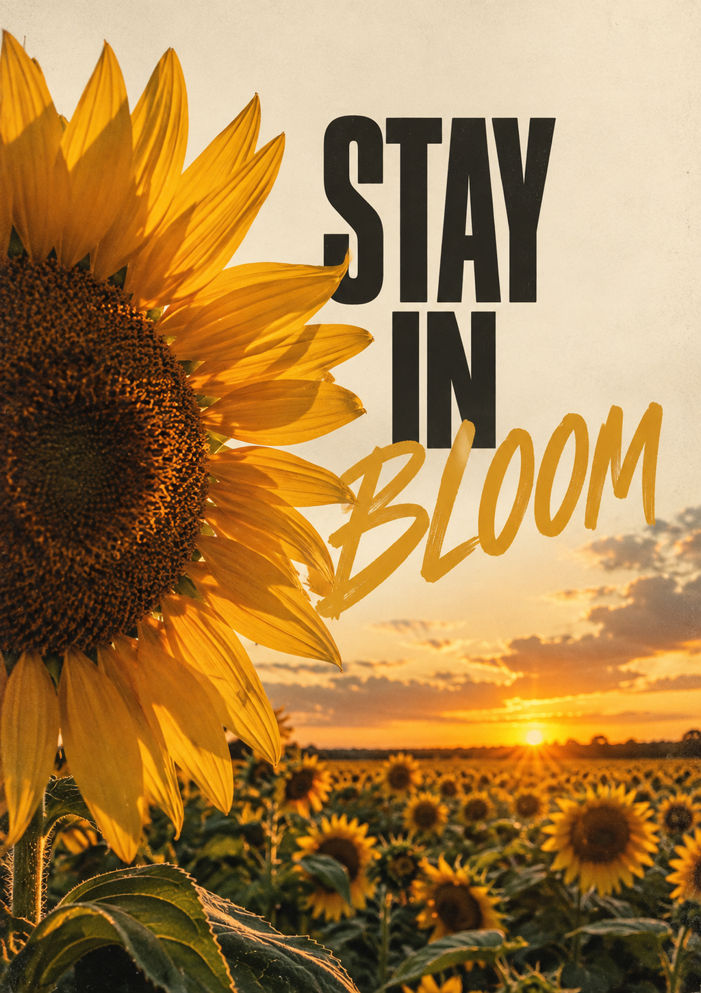 A giant sunflower beside a sunflower field at sunset with STAY IN BLOOM lettering, full artwork